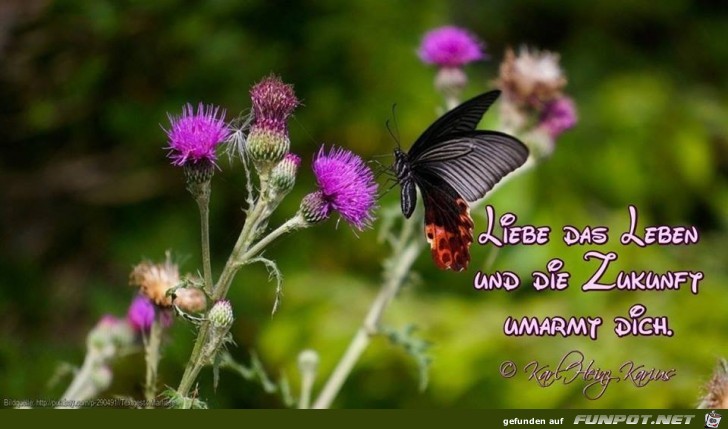 Liebe das Leben Liebe das Leben