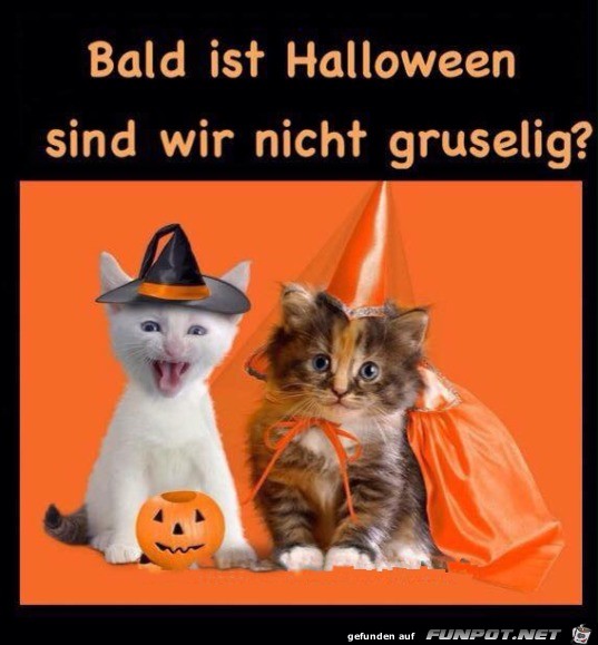 Witziges Bild 'Halloween' - Tausende Bilder Auf FUNPOT