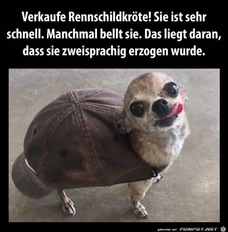 Rennschildkrte