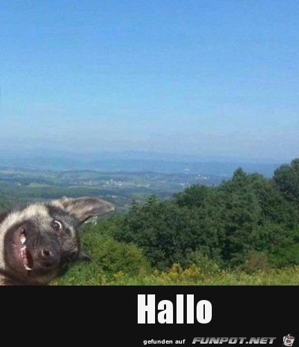 Hallo