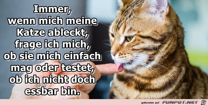 Katze testet Katze testet