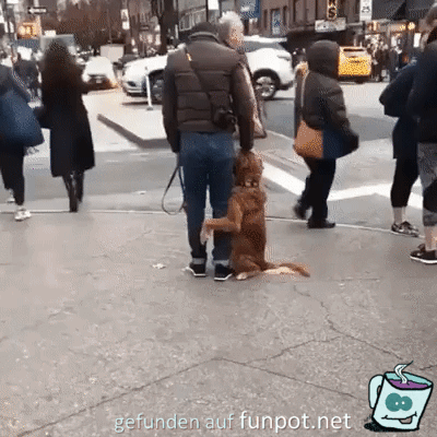 Anhänglicher Hund Anhänglicher Hund