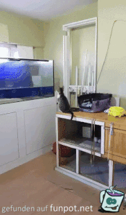 Freche Katze Freche Katze