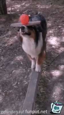 Toller Hund Toller Hund