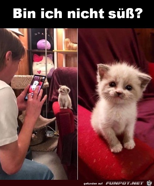 Süß Süß