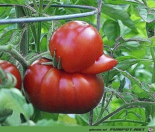 Tomaten Entlein