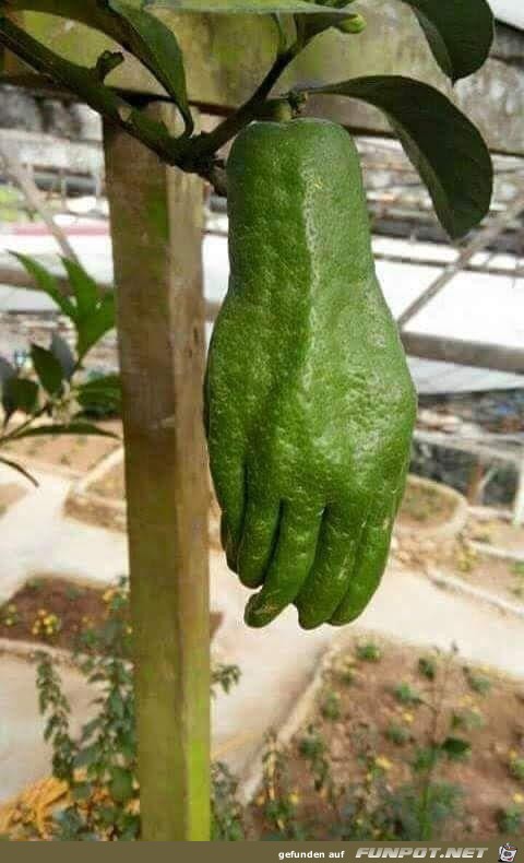 Zuchini Hand