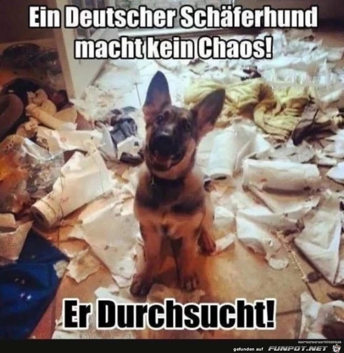 deutscher Schferhund