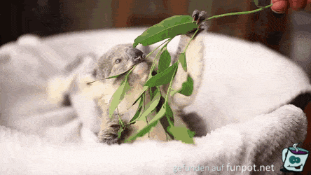 Niedlicher Koala