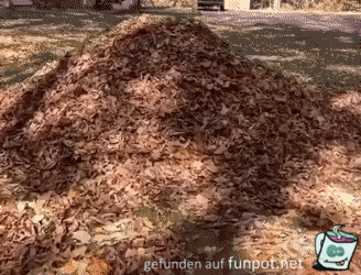 Da versteckt sich einer im Laub Da versteckt sich einer im Laub