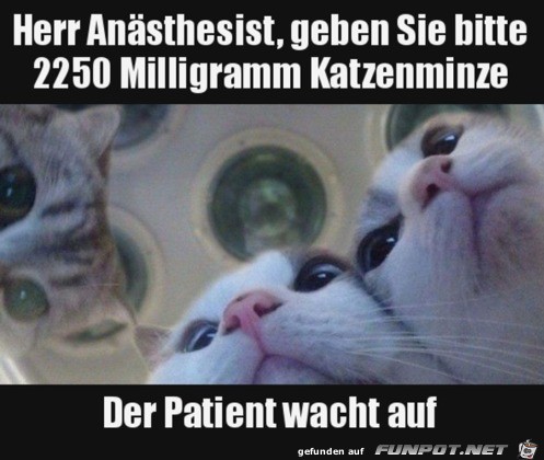 Katzenminze erforderlich Katzenminze erforderlich