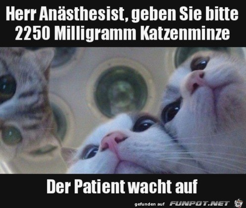 Katzenminze erforderlich