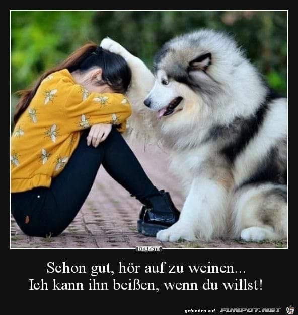 schon gut schon gut