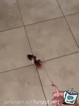 Hamster ausführen Hamster ausführen