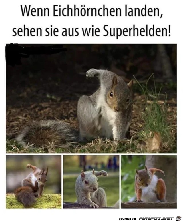 Eichhörnchen Eichhörnchen