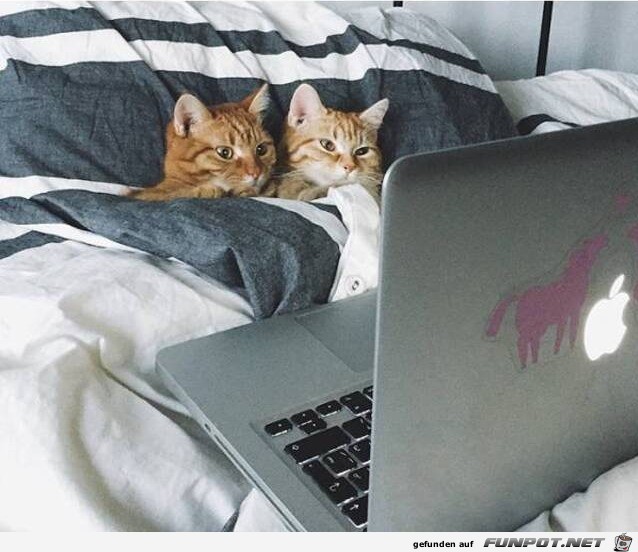 Lustige Katzen Lustige Katzen