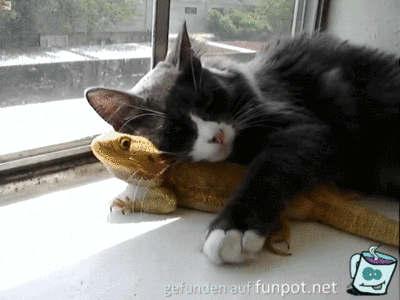 Kuscheln mit der Echse Kuscheln mit der Echse