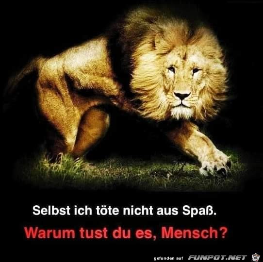 selbst ich toete nicht aus spass selbst ich toete nicht aus spass