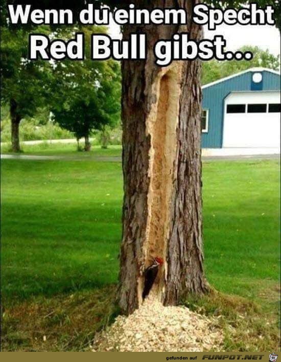 Wenn Du einem Specht RedBull gibst Wenn Du einem Specht RedBull gibst