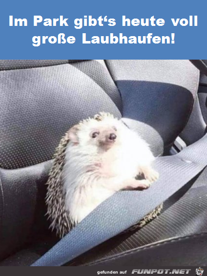 Dieser Blick Dieser Blick