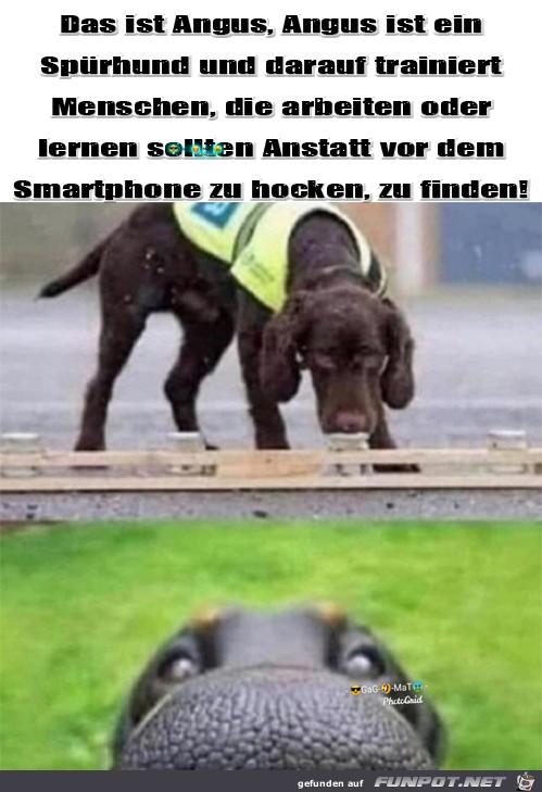 Angus Angus