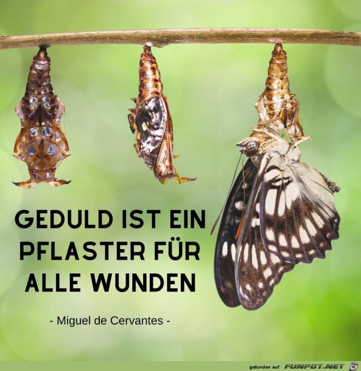 Geduld ist ein Pflaster Geduld ist ein Pflaster