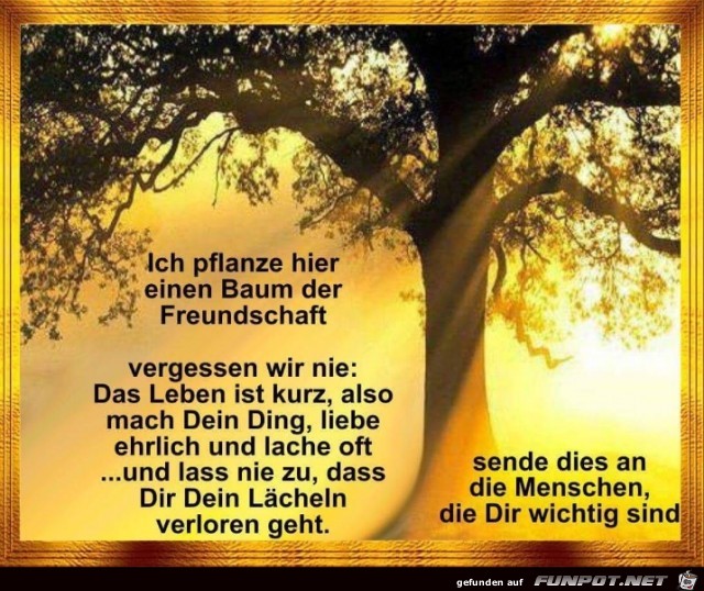 ich pflanze hier ich pflanze hier