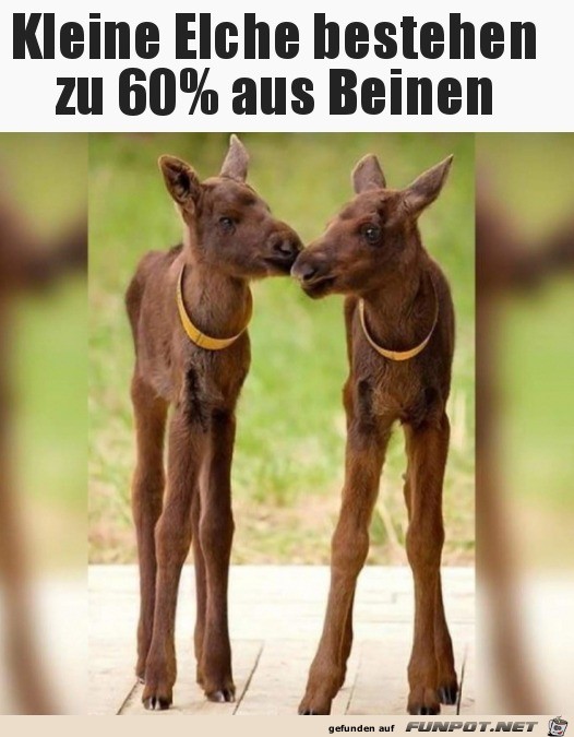 Ziemliche Stelzen Ziemliche Stelzen