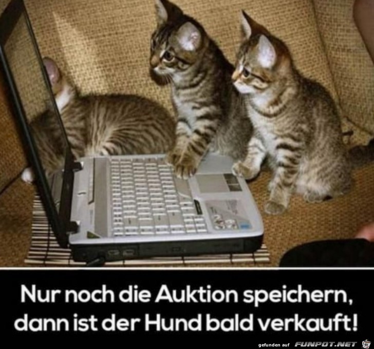 Hund verkauft Hund verkauft