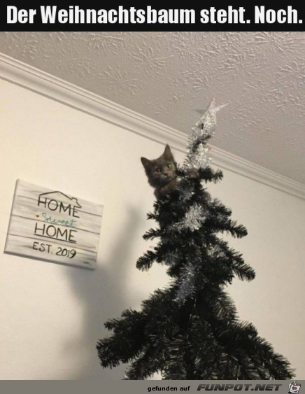 Der Baum steht noch Der Baum steht noch