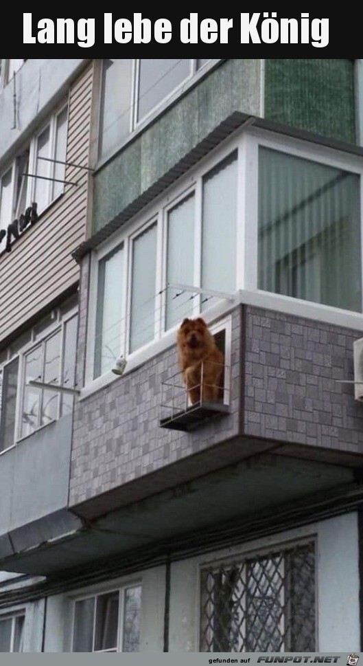 Lustiger Hund Lustiger Hund