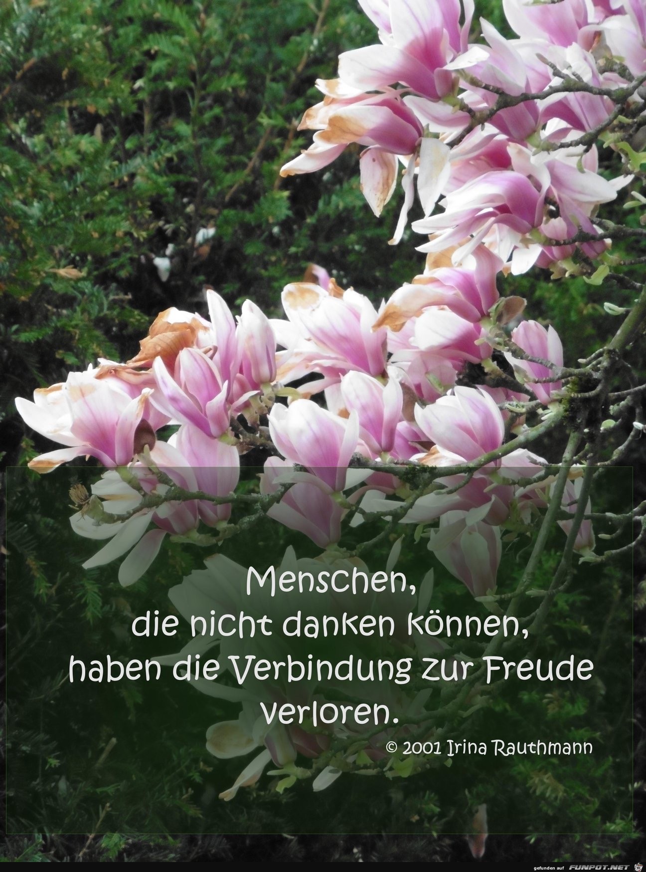 menschen die nicht danken koennen menschen die nicht danken koennen