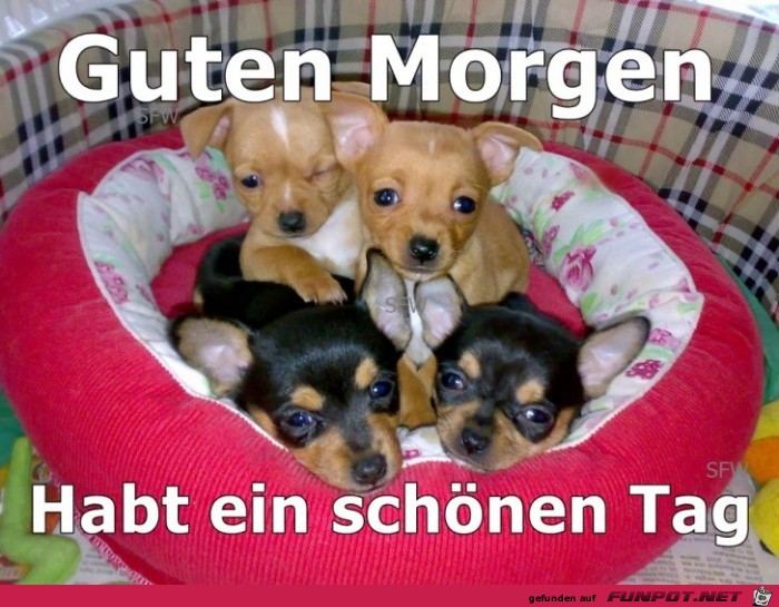 Guten Morgen 7