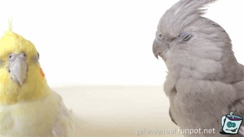 Lustige Vögel Lustige Vögel