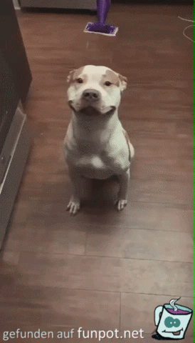 Artiger Hund Artiger Hund