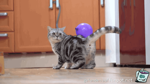 Katze und Luftballon