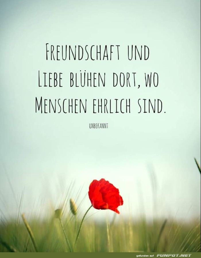 10 sch�ne Spr�che und Lebensweisheiten aus...