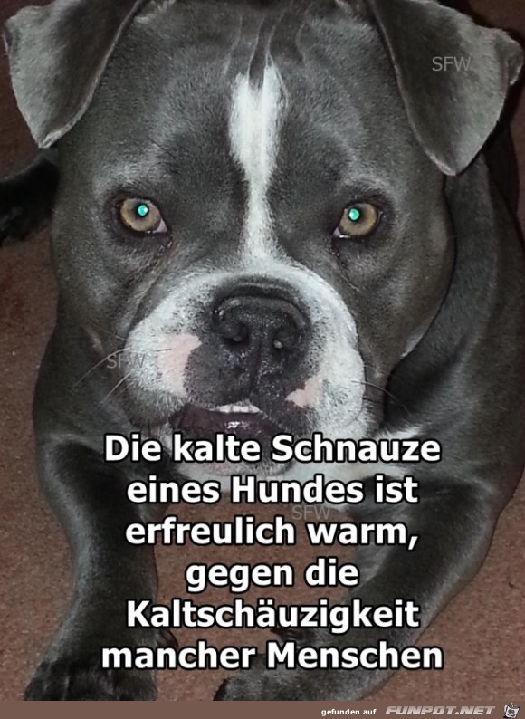 Die kalte Schnauze