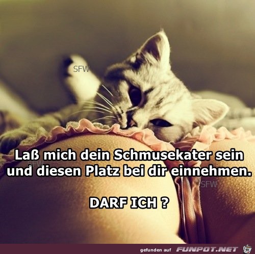 Lass mich dein Schmusekater sein