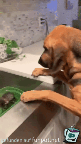 Hund und Kätzchen Hund und Kätzchen