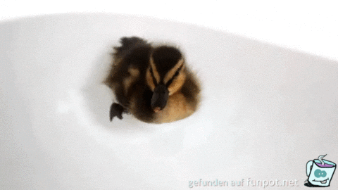Fleißiges Entlein Fleißiges Entlein