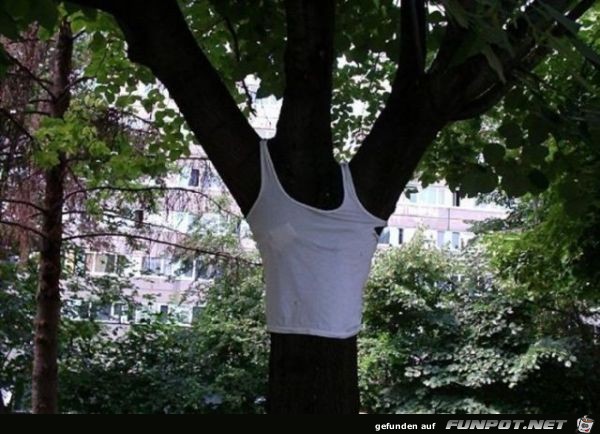 Wie kommt das Shirt an den Baum