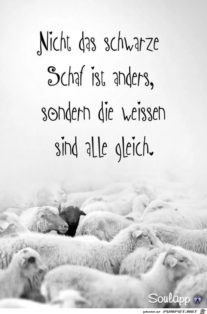 nicht das schwarze schaf nicht das schwarze schaf