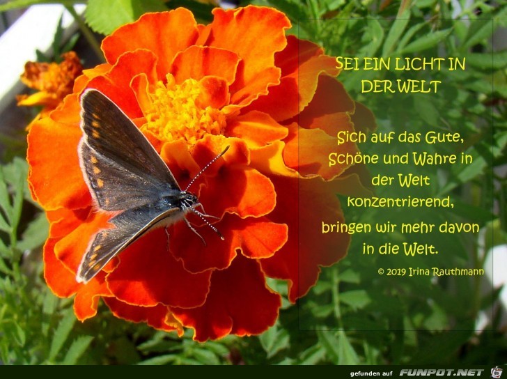 sei ein licht in der Welt sei ein licht in der Welt