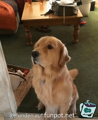 Hund muß sein Geschenk selber auspacken Hund muß sein Geschenk selber auspacken