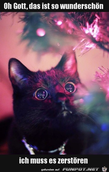 Jede Katze immer so Jede Katze immer so