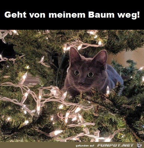 Weg vom Baum