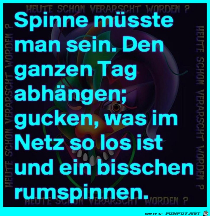 Spinne Spinne