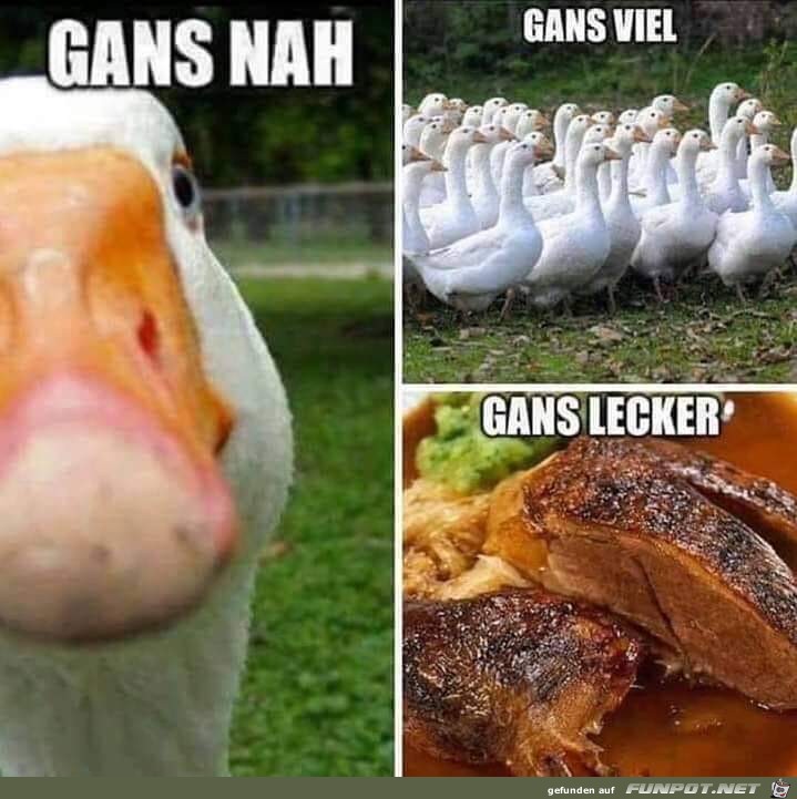 Gans Gans