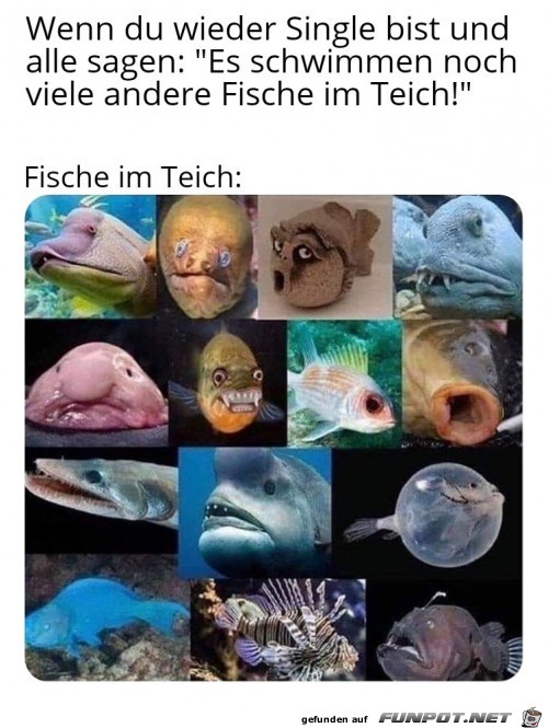 Andere Fische Andere Fische